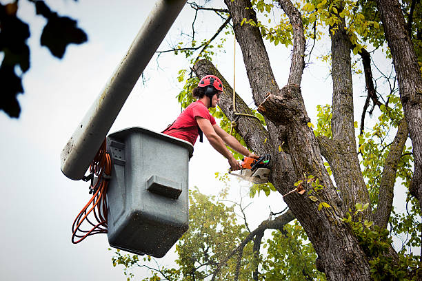 Best Utility Line Clearance  in Bear Creek, AK